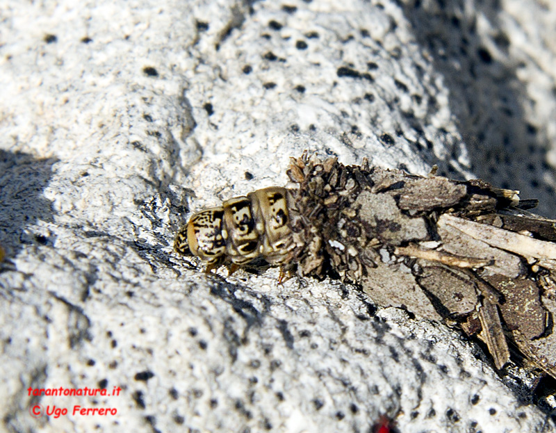 bruco di Psychidae (video)